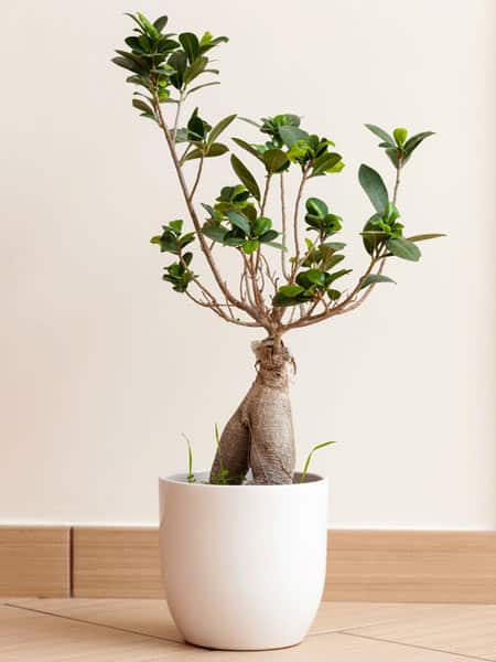 Shop-bonsai-modena
