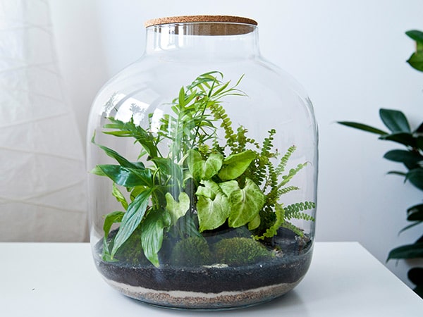 Fornitura-terrarium-piante-in-vaso-carpi